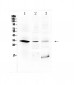 Anti-HOXB1 Picoband Antibody