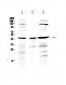 Anti-PREB Picoband Antibody