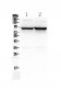 Anti-SLC6A1 Antibody