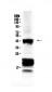 Anti-CHX10 Picoband Antibody