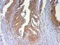 Anti-DYNLT1 Picoband Antibody