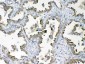 Anti-DYNLT1 Picoband Antibody