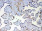 Anti-DYNLT1 Picoband Antibody
