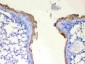 Anti-DYNLT1 Picoband Antibody