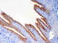 Anti-DYNLT1 Picoband Antibody