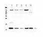 Anti-DYNLT1 Picoband Antibody