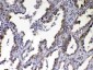 Anti-NOV/CCN3 Picoband Antibody