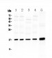 Anti-Hsp20 Picoband Antibody