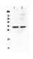 Anti-MED6 Picoband Antibody