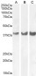 Goat Anti-HOXD13 Antibody