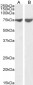 Goat Anti-JIP1 / MAPK8IP1 (aa265-279) Antibody