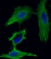 CTNNB1 Antibody (C-term)