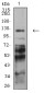 PCDH9