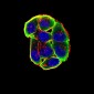 CHRNA3