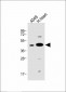 FSTL1 Antibody (C-term)