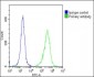 FOLR1 Antibody (N-term)