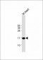 IER3 Antibody (N-term)