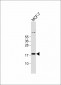 IER3 Antibody (N-term)