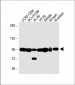 NOD1 Antibody (C-term)