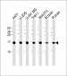 RPL23 Antibody (Center)