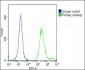 TERT Antibody (S1125)