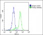 CD3Z Antibody (C-term)