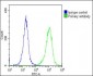 HNRNPR Antibody (N-term)