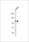 PRMT10 Antibody (N-term)