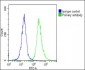 IFNA1 Antibody (C-term)