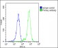 HBE1 Antibody(Center)