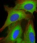 EEF1A1P5 Antibody (C-Term)