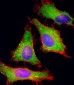 PGAP1 Antibody (N-Term)
