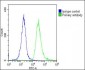 TOMM40 Antibody (N-Term)