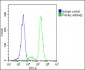 FADS2 Antibody