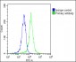 CCL26 Antibody (C-Term)