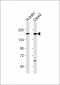 TNIK(S764) Antibody