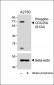 Phospho-CDC25A(S124) Antibody