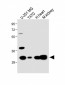 MARCH5 Antibody (N-term)