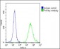 PPARG Antibody (N-term)