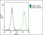 Villin-1 Antibody (N-term)