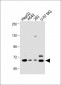 SPHK2 Antibody (C-term)