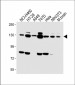 FGFR2 Antibody (C-term)