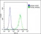 PI3KR1 Antibody (N-term L11)