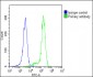 IFNAR1 Antibody (Center)