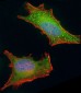 BMI1 Antibody