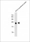 ATG12 Antibody