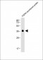 FGFR4 Antibody