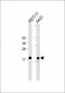 UBE2C Antibody (C-term)