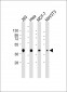 AKT1S1 Antibody