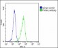 CLU Antibody (N-term)